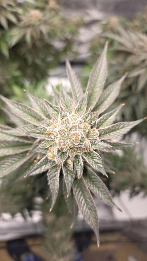 Biscotti 🍪. Week 17