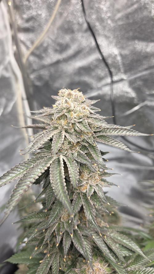 Biscotti 🍪. Week 17