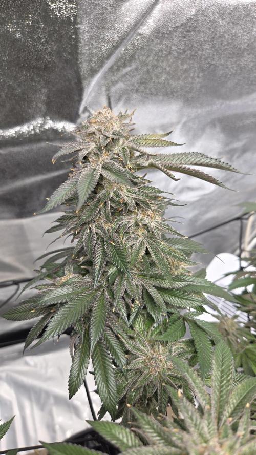 Biscotti 🍪. Week 17