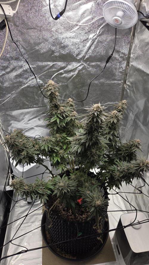 Biscotti 🍪. Week 17