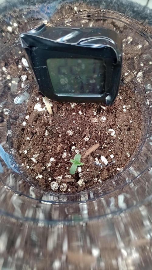 Titan F1 - Living Room 🏠. Week 0