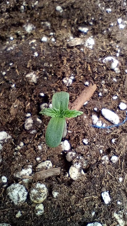 Titan F1 - Living Room 🏠. Week 0