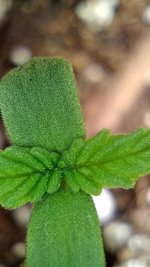 Titan F1 - Living Room 🏠. Week 0