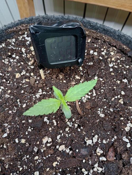 Titan F1 - Living Room 🏠. Week 1