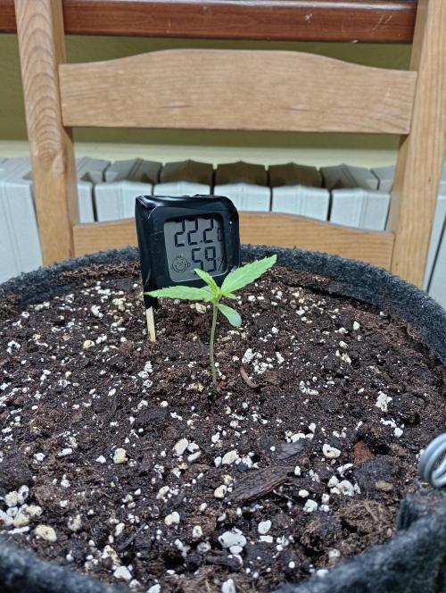 Titan F1 - Living Room 🏠. Week 1