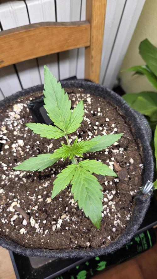 Titan F1 - Living Room 🏠. Week 2