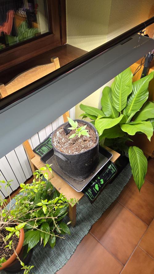 Titan F1 - Living Room 🏠. Week 2