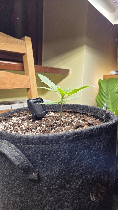 Titan F1 - Living Room 🏠. Week 2