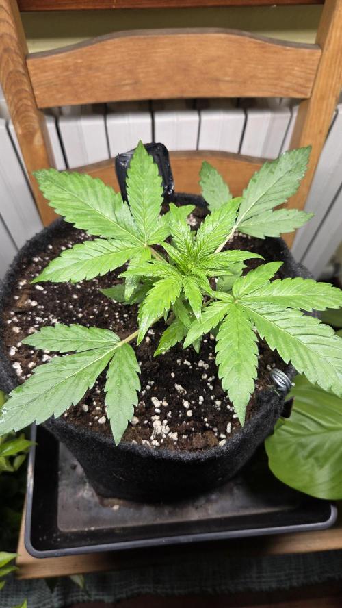 Titan F1 - Living Room 🏠. Week 3