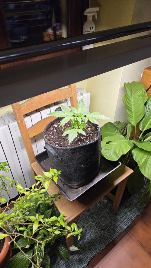 Titan F1 - Living Room 🏠. Week 3