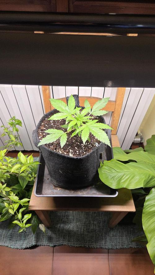 Titan F1 - Living Room 🏠. Week 3