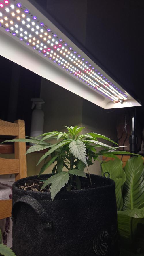 Titan F1 - Living Room 🏠. Week 4