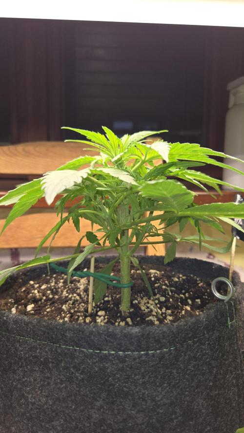 Titan F1 - Living Room 🏠. Week 4