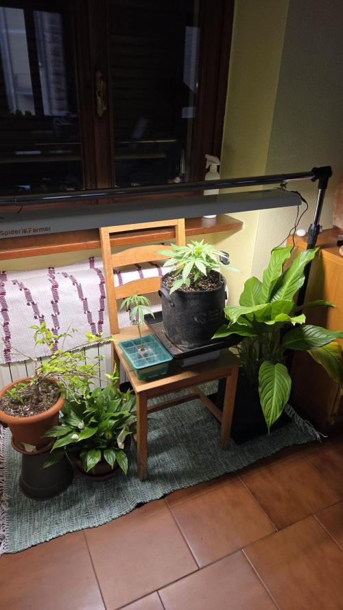 Titan F1 - Living Room 🏠. Week 4