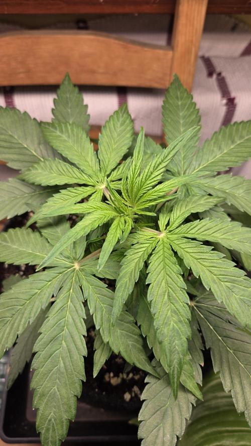 Titan F1 - Living Room 🏠. Week 4