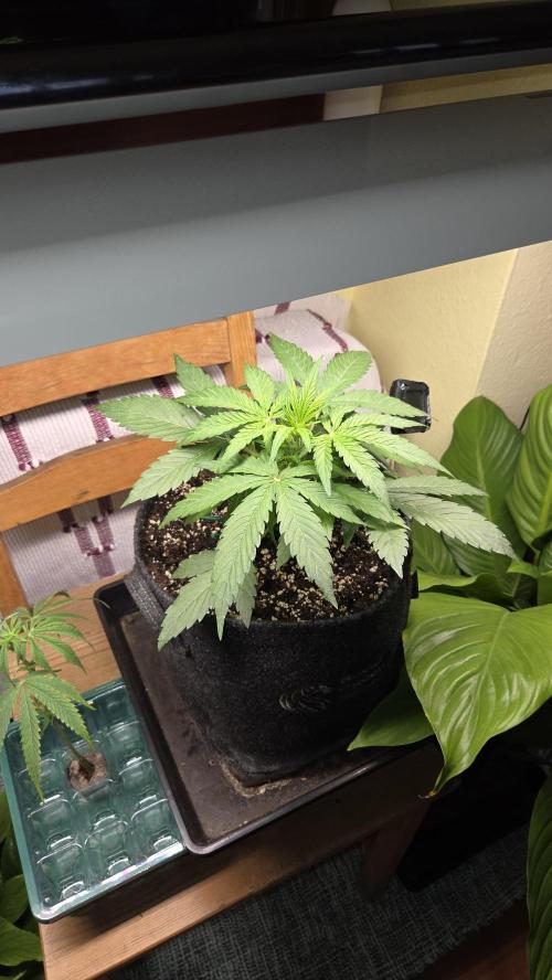 Titan F1 - Living Room 🏠. Week 4