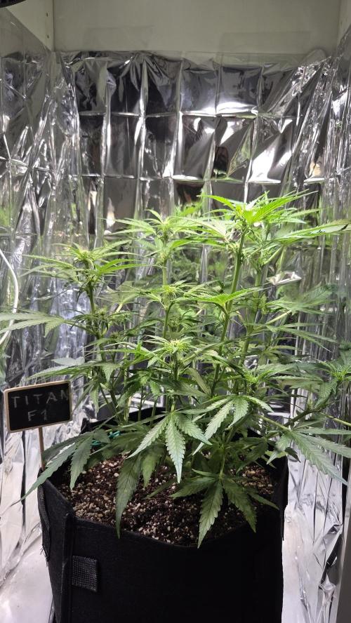 Titan F1 💪. Week 6