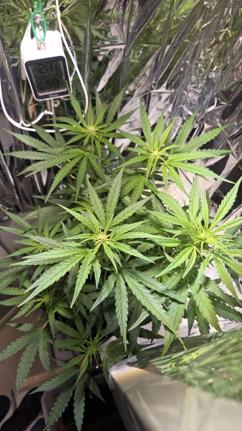 Titan F1 💪. Week 6