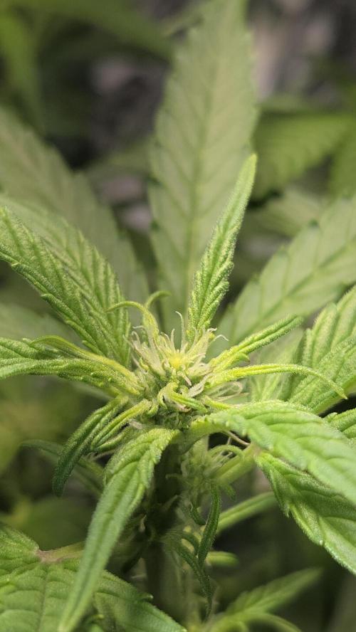 Titan F1 💪. Week 6