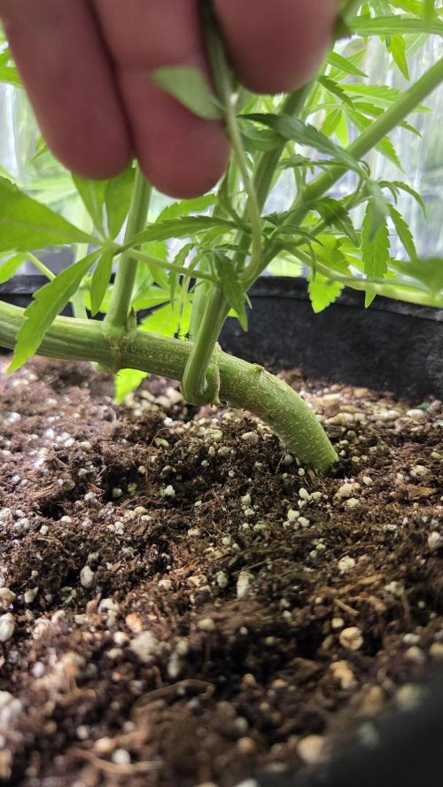 Titan F1 💪. Week 6