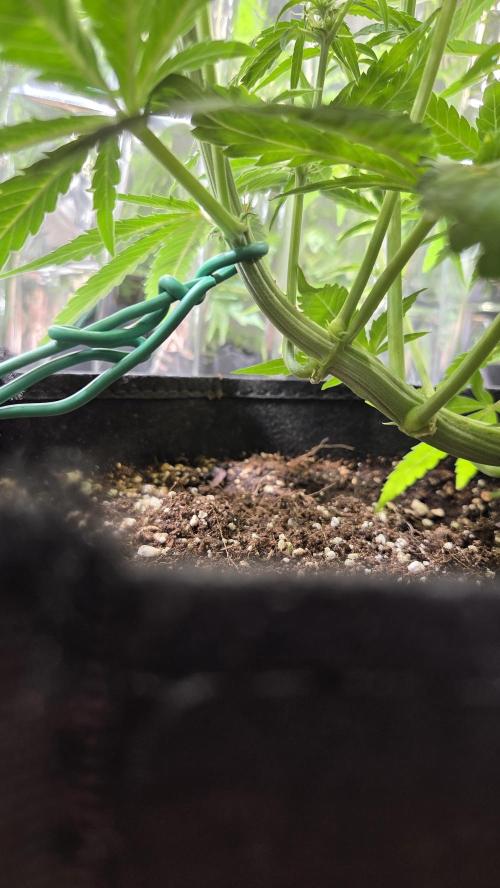 Titan F1 💪. Week 6