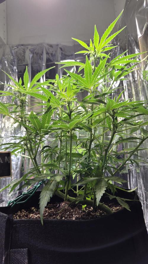 Titan F1 💪. Week 6