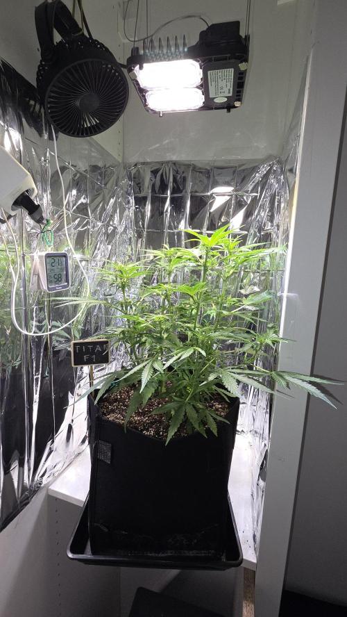 Titan F1 💪. Week 6