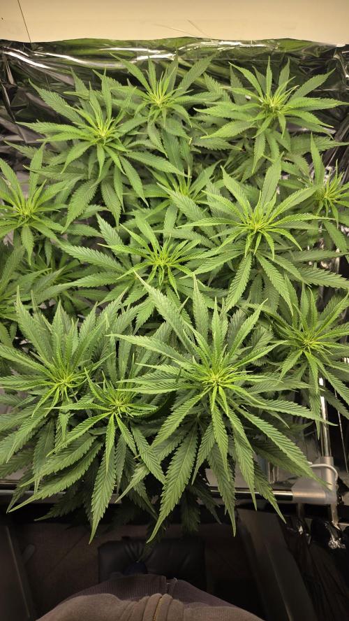 Amnesia 🧠. Week 11