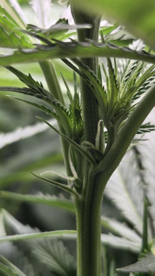 Amnesia 🧠. Week 11