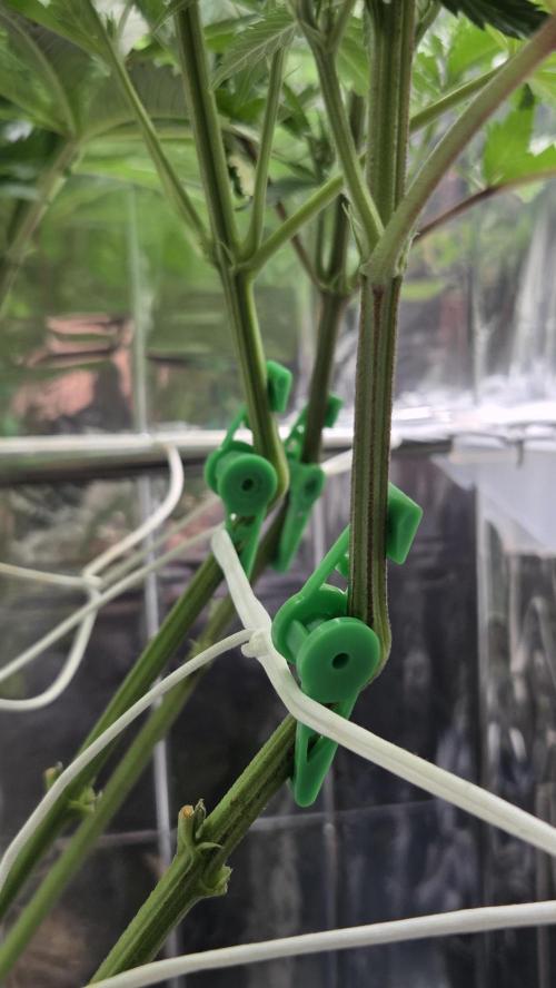 Amnesia 🧠. Week 11