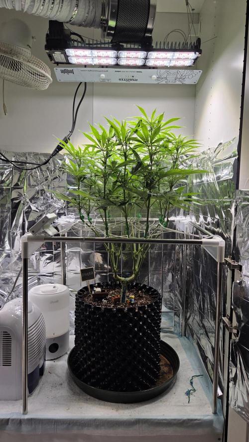 Amnesia 🧠. Week 11