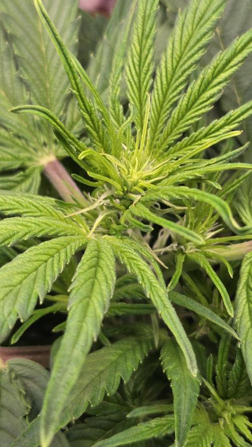 Titan F1 - Living Room 🏠. Week 5