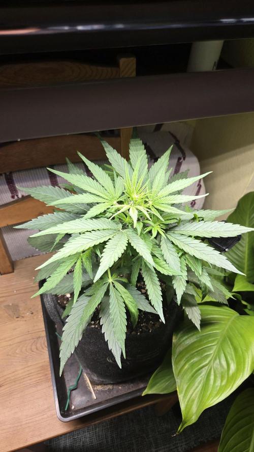 Titan F1 - Living Room 🏠. Week 5