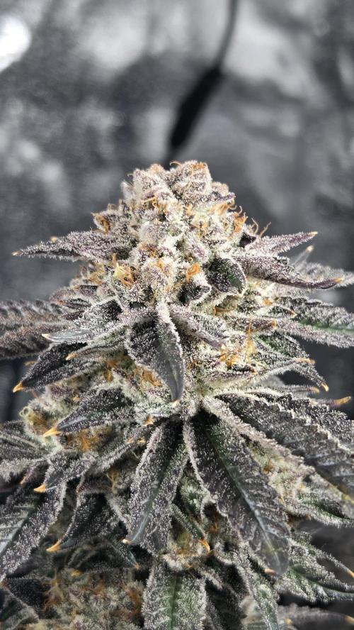 Biscotti 🍪. Week 18