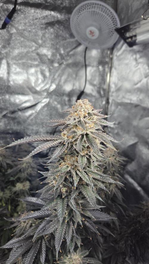 Biscotti 🍪. Week 18