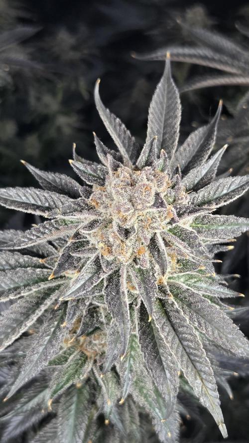 Biscotti 🍪. Week 18