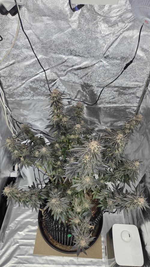 Biscotti 🍪. Week 18