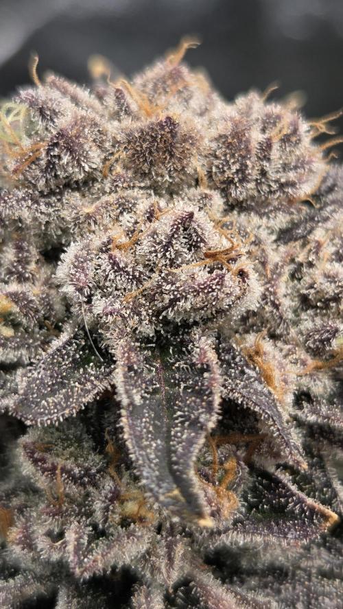 Biscotti 🍪. Week 18