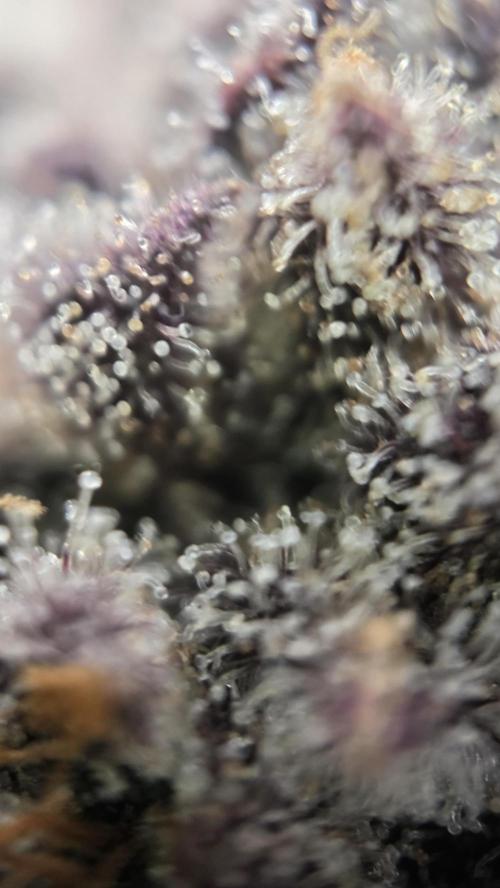 Biscotti 🍪. Week 18