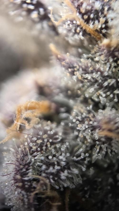 Biscotti 🍪. Week 18