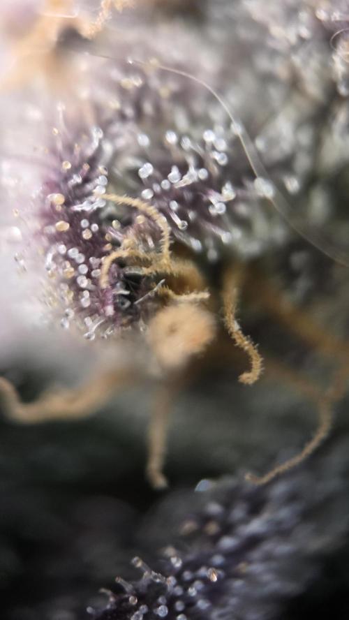 Biscotti 🍪. Week 18