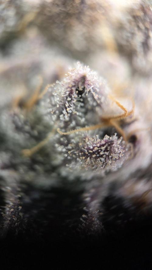 Biscotti 🍪. Week 18