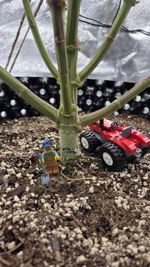 Biscotti 🍪. Week 18