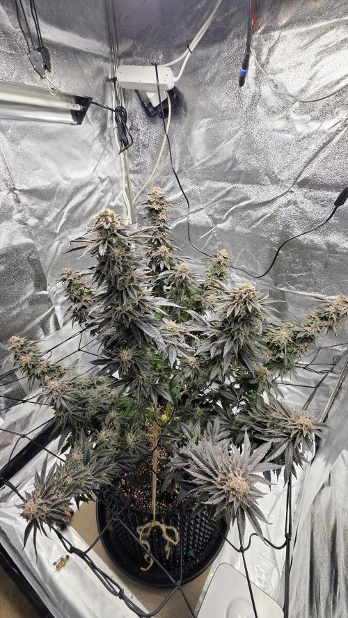 Biscotti 🍪. Week 18