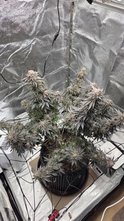 Biscotti 🍪. Week 18