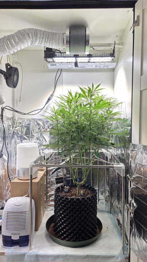 Amnesia 🧠. Week 12