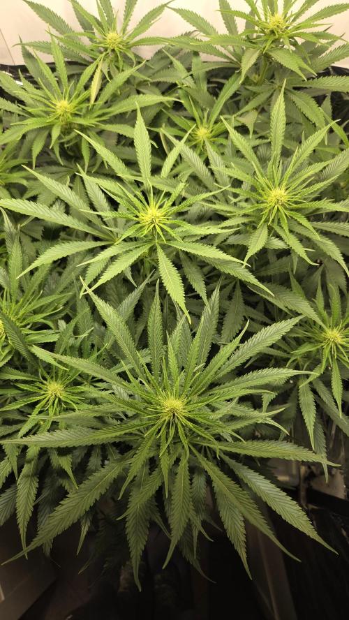 Amnesia 🧠. Week 12