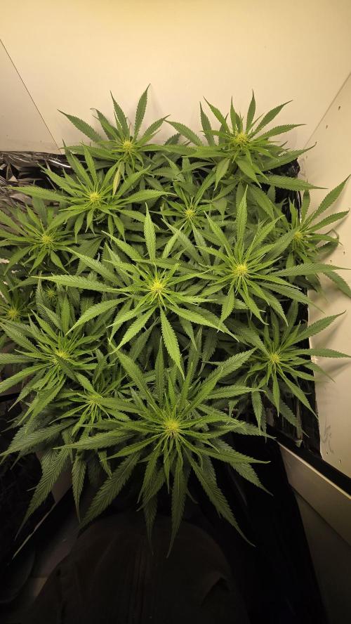 Amnesia 🧠. Week 12