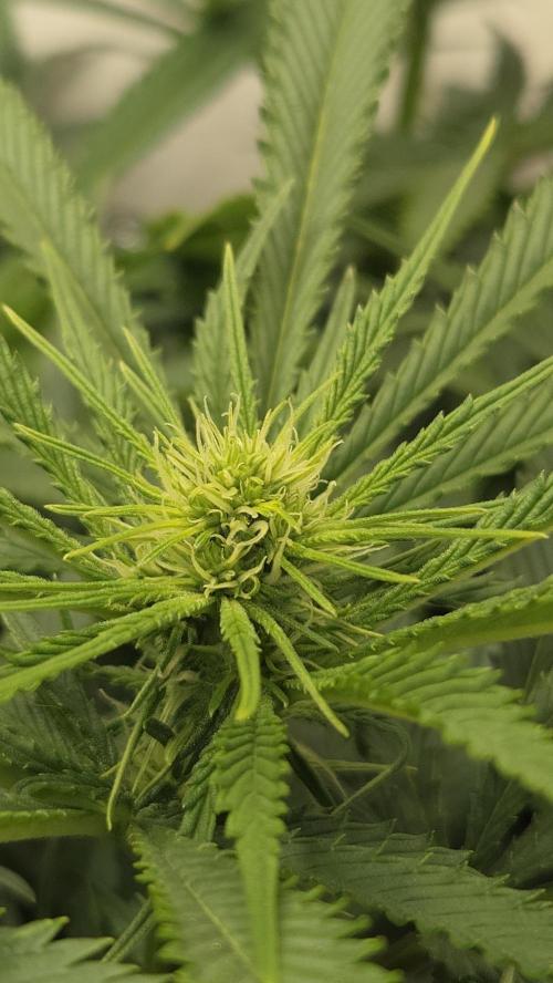 Amnesia 🧠. Week 12