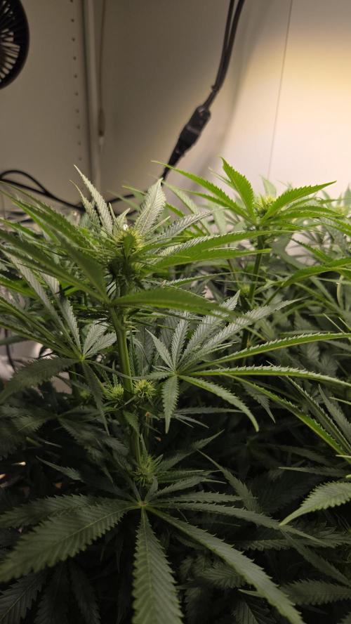 Amnesia 🧠. Week 12